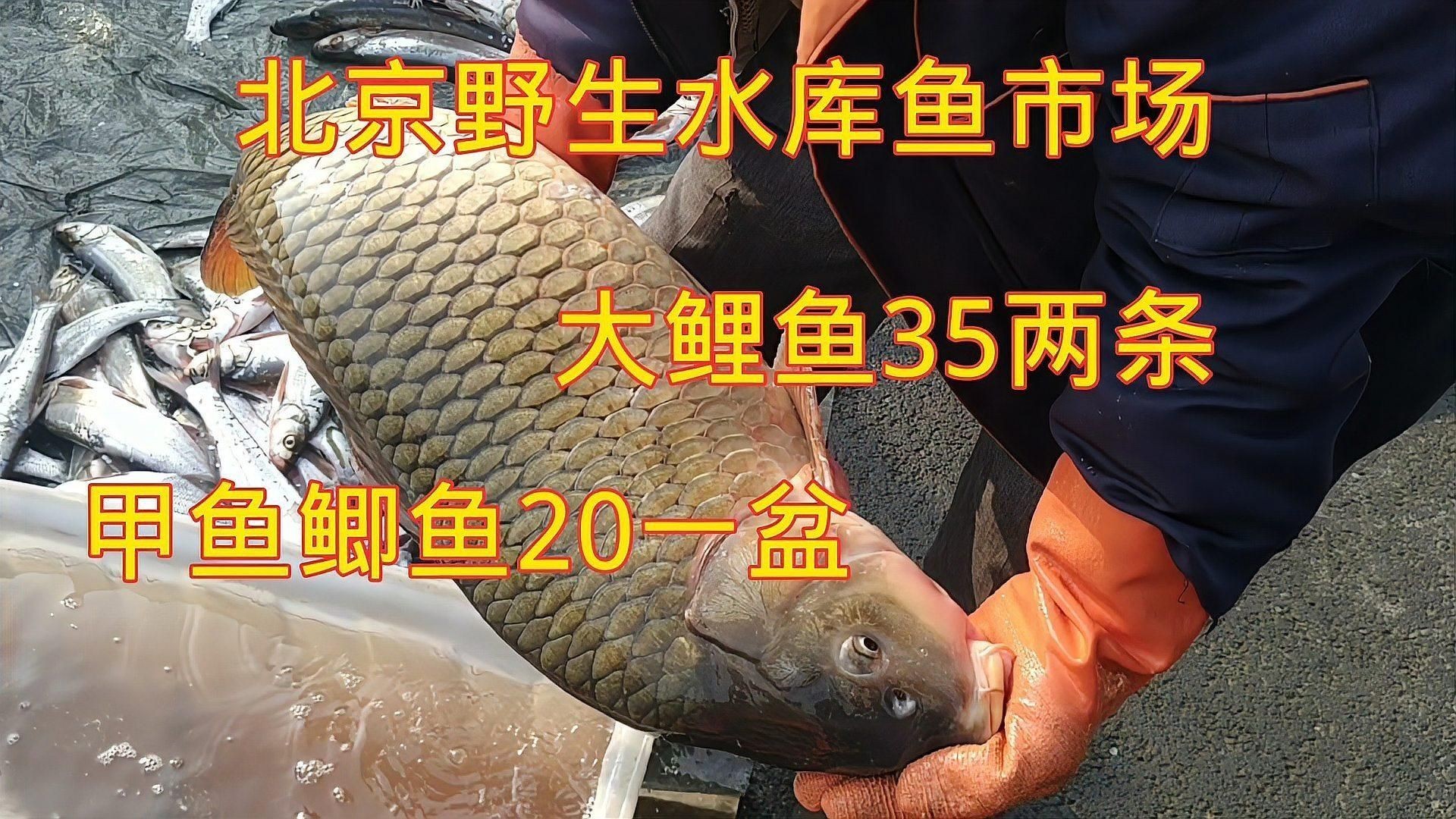 活魚最建議買哪個平臺 龍魚論壇 第4張 活魚最建議買哪個平臺 活魚最建議買哪個平臺 龍魚論壇 第4張
