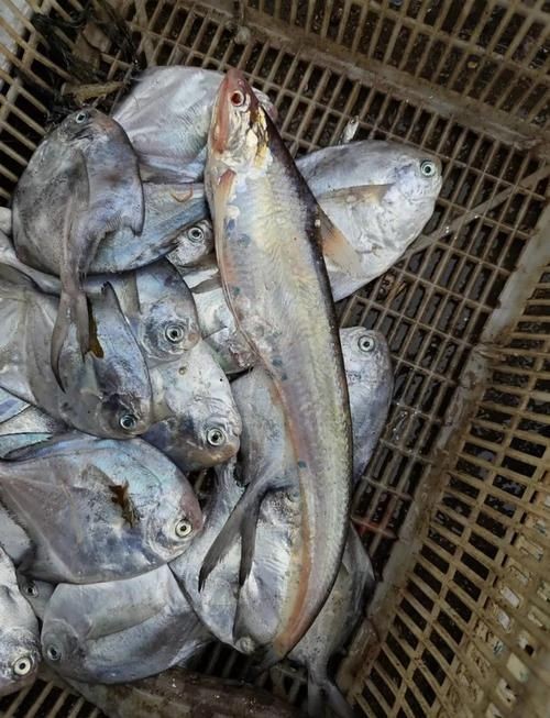 江刀和海刀圖片對比