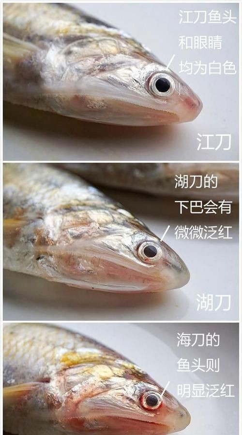 江刀和海刀圖片對比