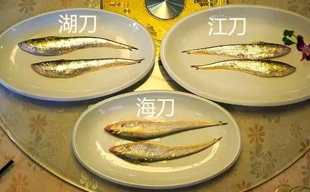 江刀和海刀圖片對比
