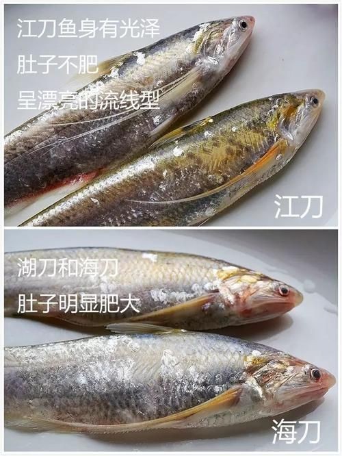 江刀和海刀圖片對比