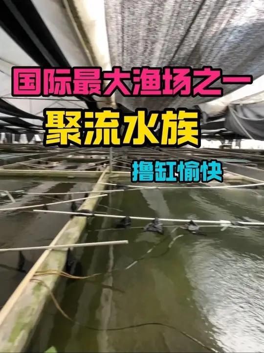 廣州聚流水族觀賞魚種類