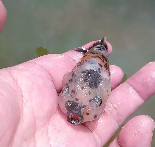 加了黃粉不換水可以嗎