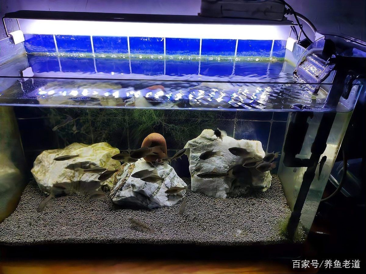 加了黃粉不換水可以嗎