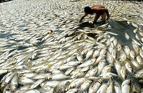 回塘魚最忌三種東西