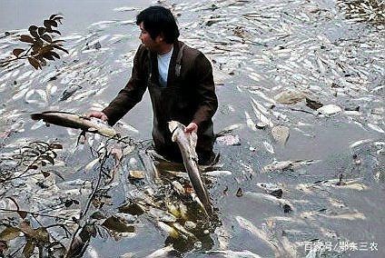 回塘魚最忌三種東西