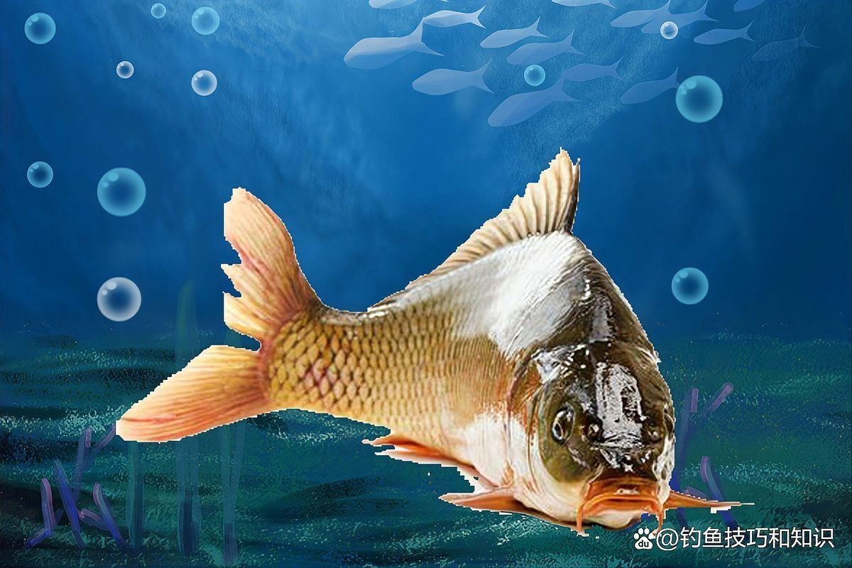 回塘魚最忌三種東西