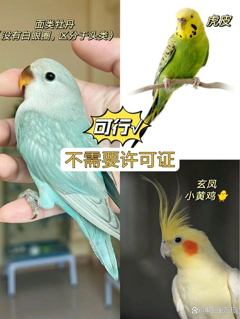 和尚鸚鵡現在合法了嗎