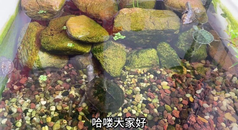 三種人不宜擺放石龜
