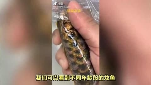 廣州龍魚誰家口碑好