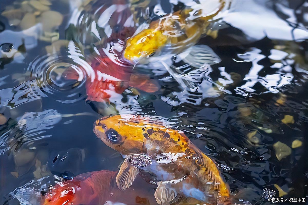 吉印魚缸為何不能養