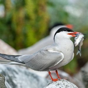 吉印魚缸為何不能養