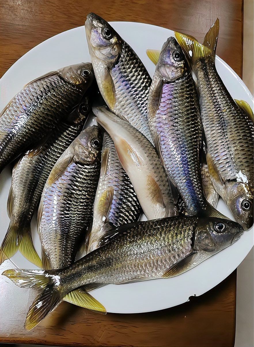 光唇魚和溪石斑是一種魚嗎