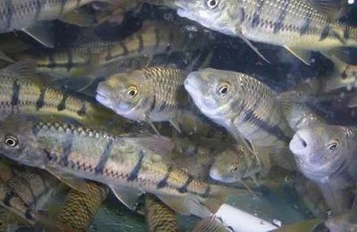 光唇魚和溪石斑是一種魚嗎