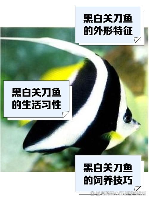 關刀魚圖片