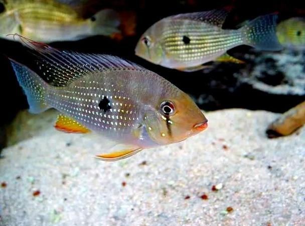 關刀魚圖片