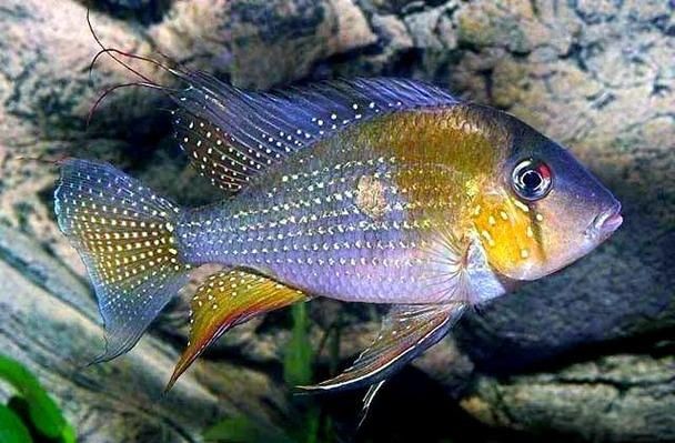 關刀魚圖片