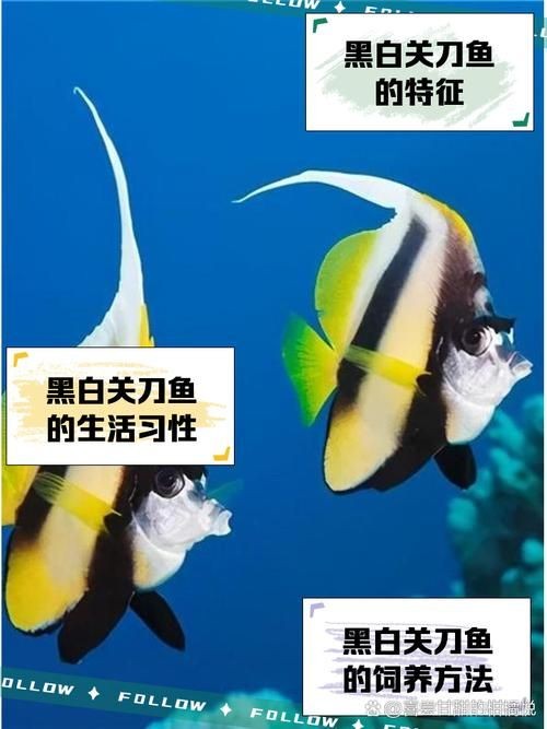 關刀魚圖片