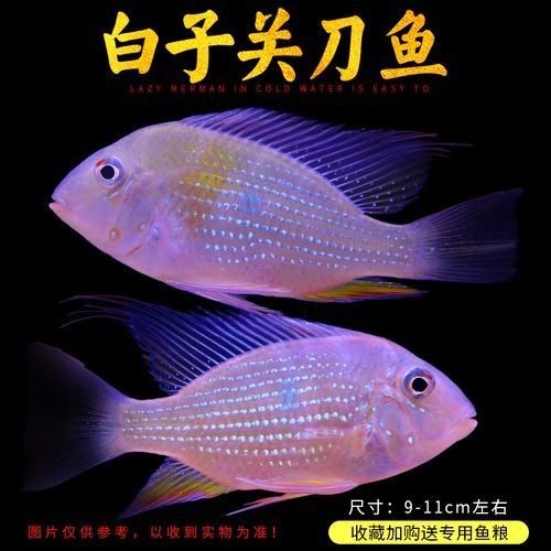 關刀魚圖片