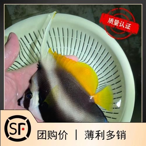 關刀魚圖片