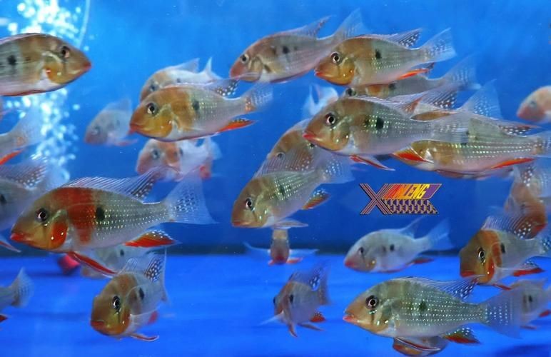 關刀魚圖片