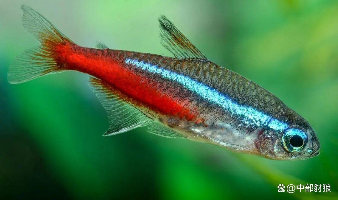 家里適合養什么魚