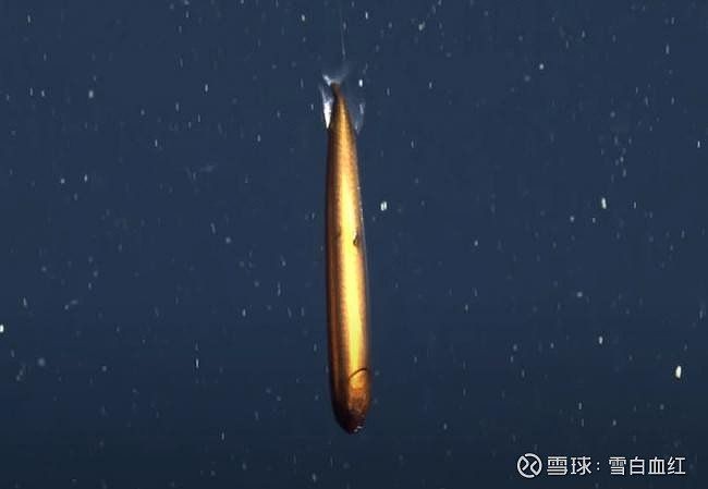 深海龍魚存在嗎
