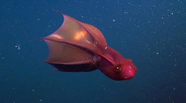深海龍魚存在嗎