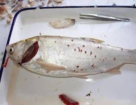 豎鱗病圖片