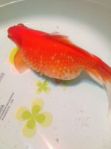 豎鱗病圖片