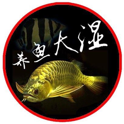 古典過背金龍用什么背景