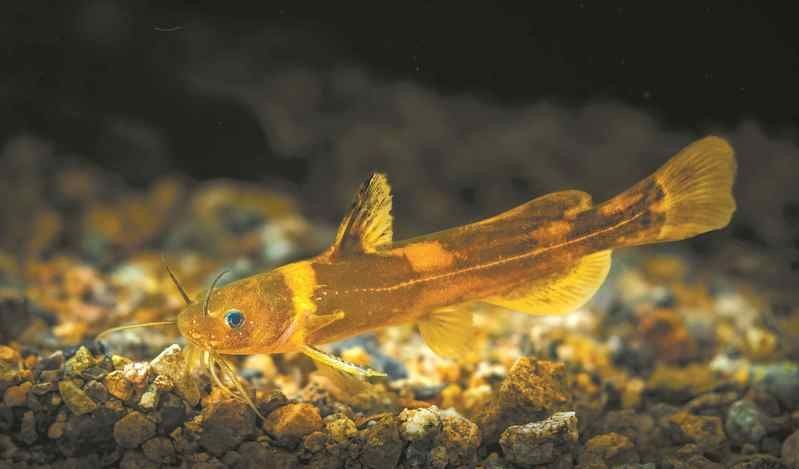 國家一二級保護野生魚類大全