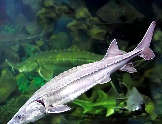 國家一二級保護野生魚類大全