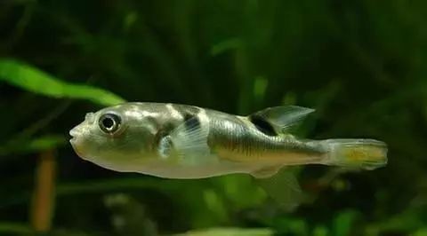 河豚是淡水魚還是海水魚