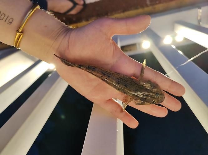 巨型蝦虎魚圖片