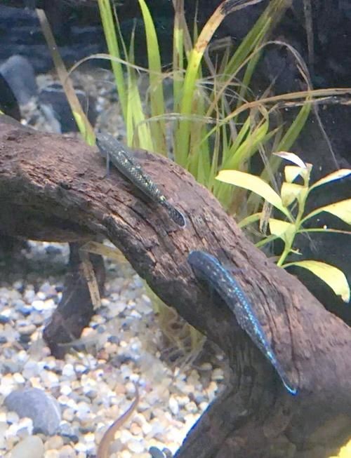 巨型蝦虎魚圖片