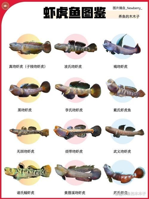 巨型蝦虎魚圖片