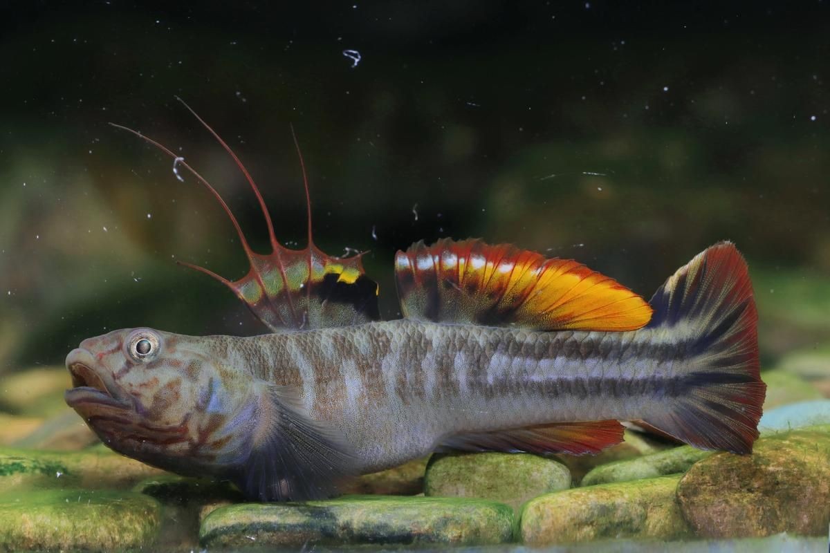 巨型蝦虎魚圖片