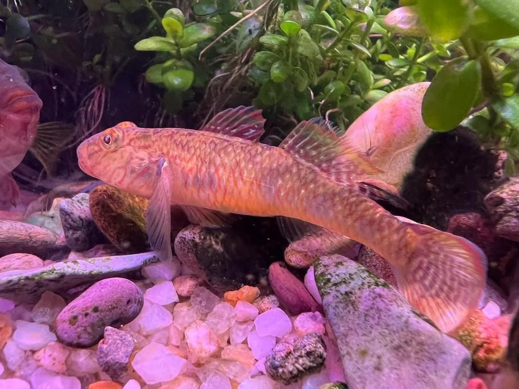 巨型蝦虎魚圖片