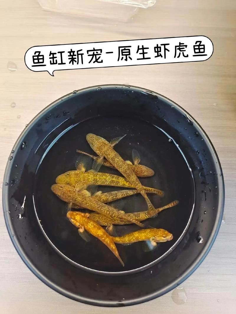 巨型蝦虎魚圖片