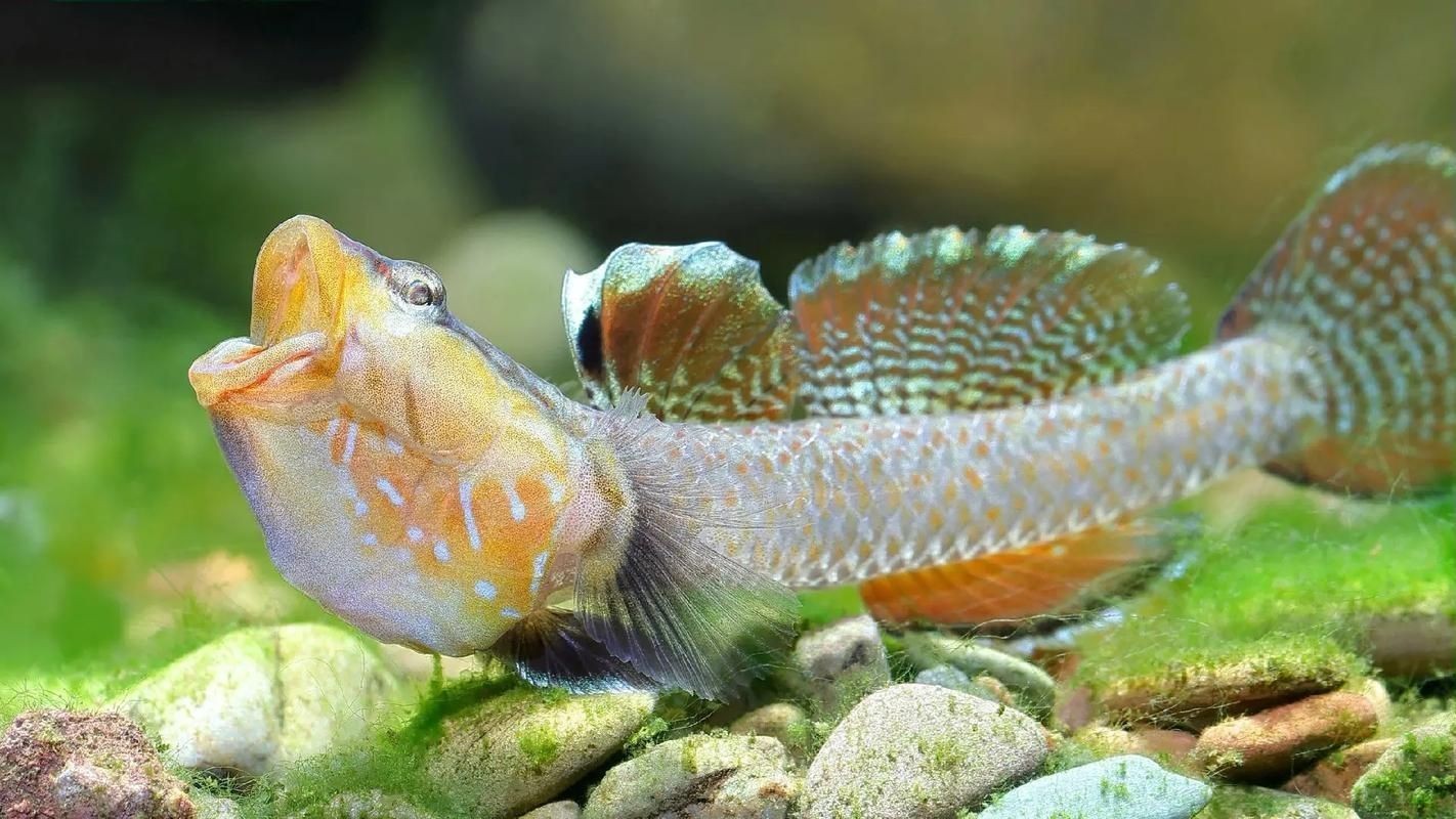 巨型蝦虎魚圖片