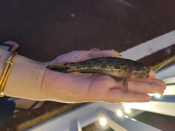 巨型蝦虎魚圖片