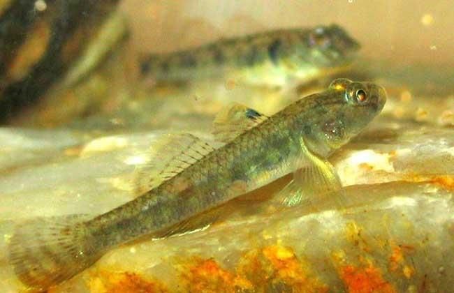 巨型蝦虎魚圖片