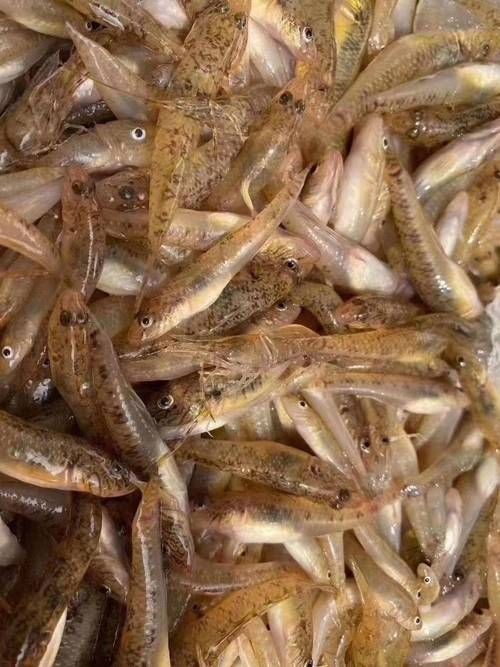 巨型蝦虎魚圖片