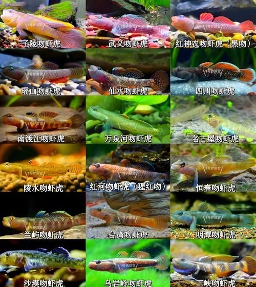 巨型蝦虎魚圖片