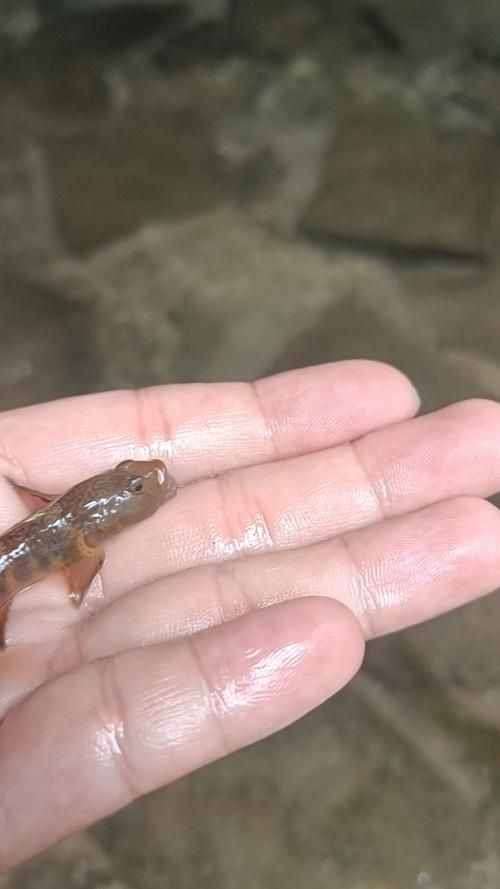 巨型蝦虎魚圖片