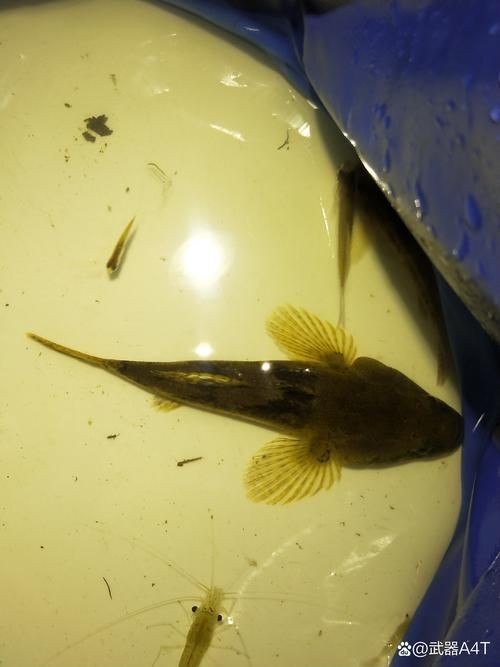 巨型蝦虎魚圖片