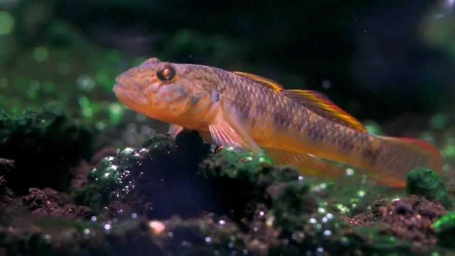 巨型蝦虎魚圖片