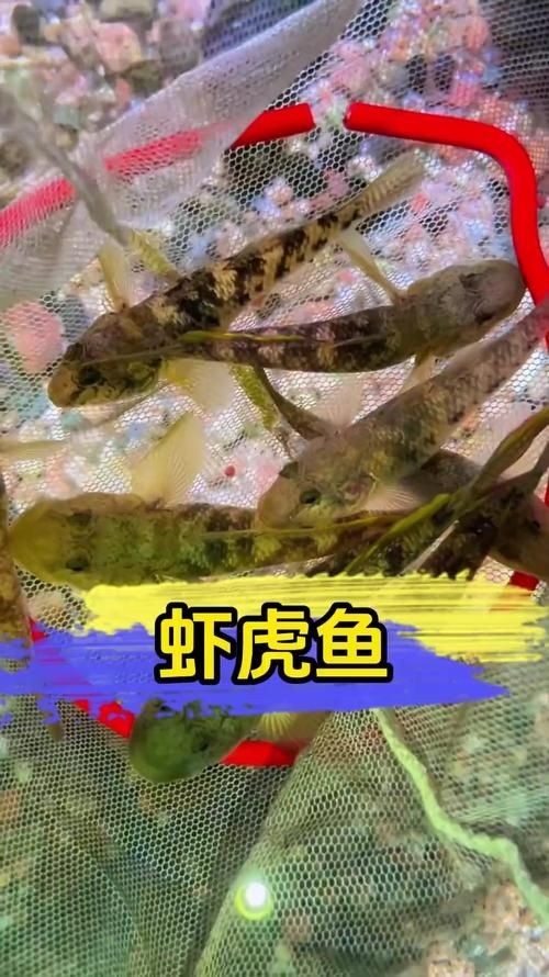 巨型蝦虎魚圖片