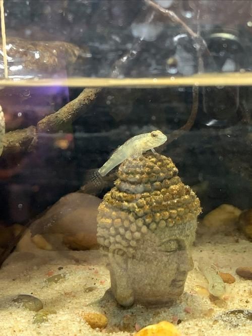 巨型蝦虎魚圖片